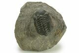 Detailed Reedops Trilobite - Atchana, Morocco #376982-3